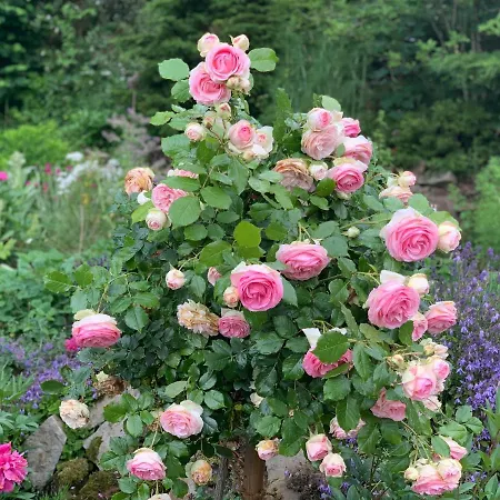 Waldquelle - Baumhaushotel Hotel Aerzen